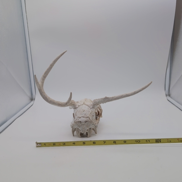 Abnormal Decorative Antlered Deer Skull For Art Projects - Picture 4 of 5